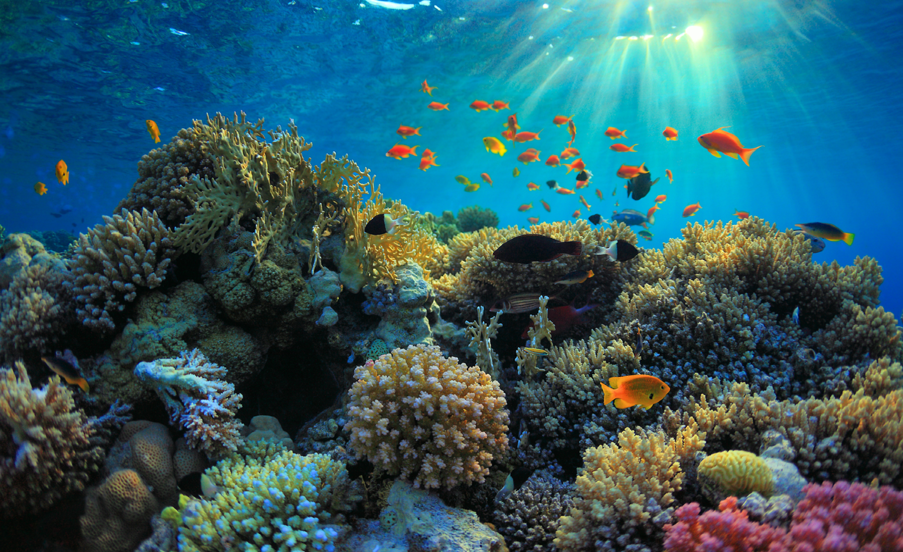 Multi Ocean Topics | World Ocean Initiative | World Ocean Initiative at UN Ocean ...